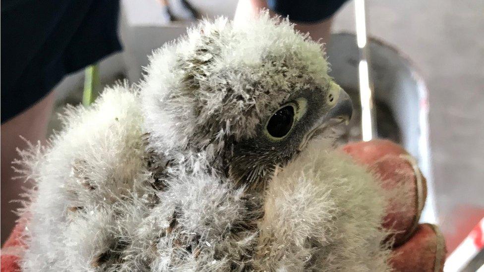 One of the rescued kestrel chicks