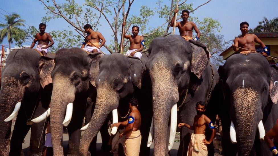 Five male elephants with their keepers