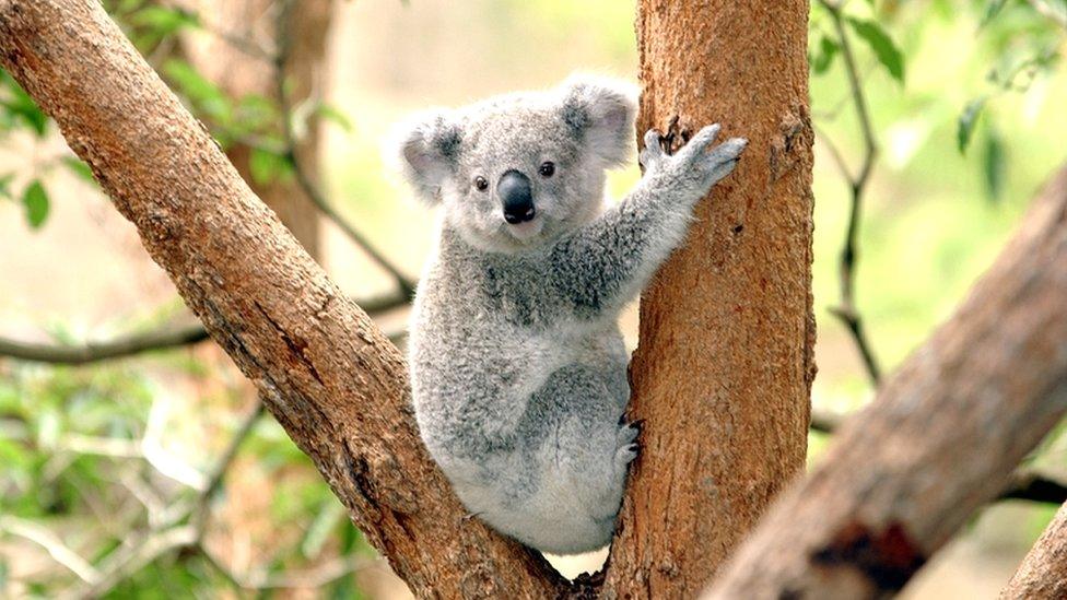 Koala at Taronga Zoo, Sydney, Australia