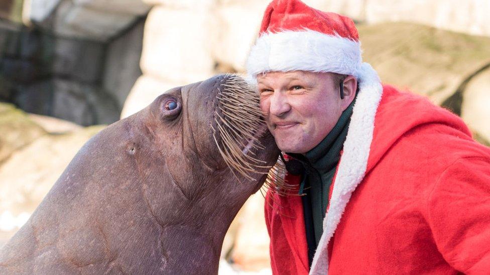 Walrus kissing man dressed as Santa on cheek.