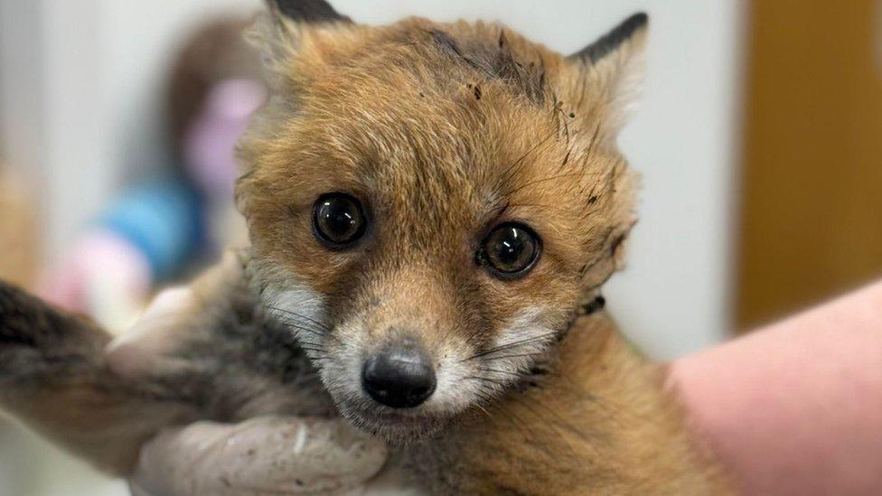 A baby vixen looking at the camera