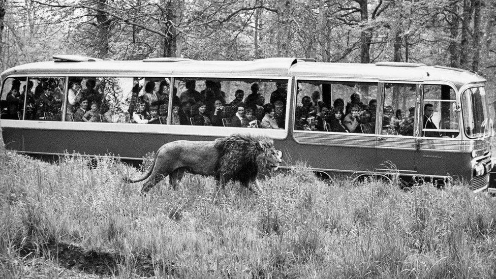 A black and white photograph of a coach full of Longleat visitors watching a lion