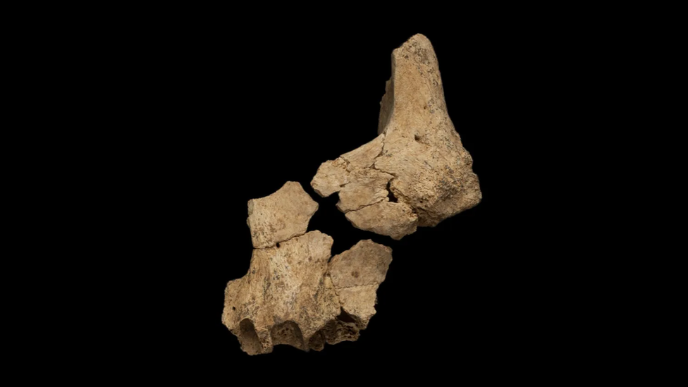 fossil of jawbone fragment