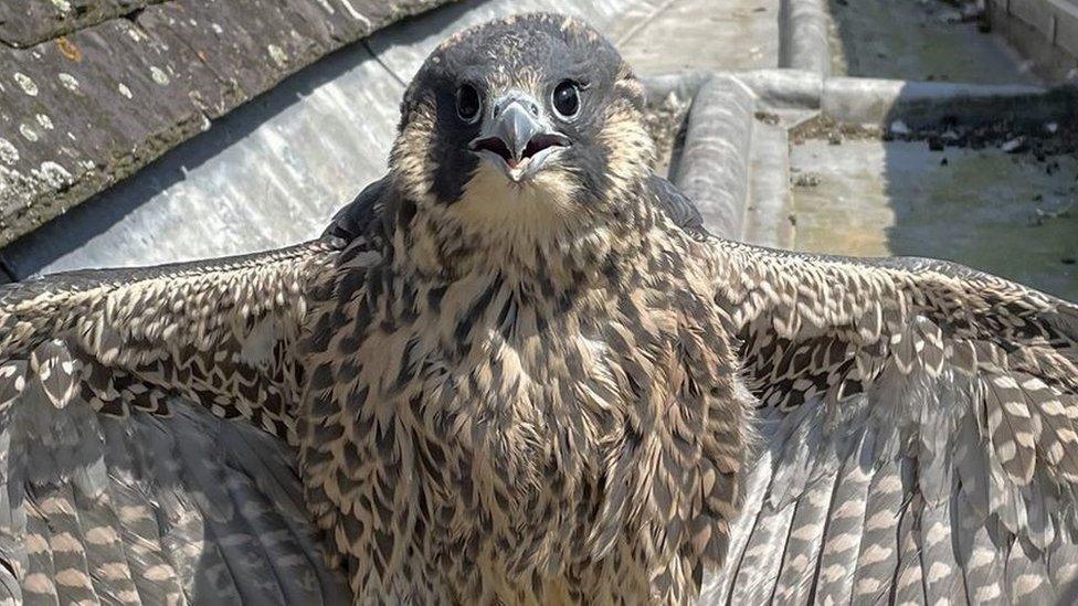 Peregrine falcon