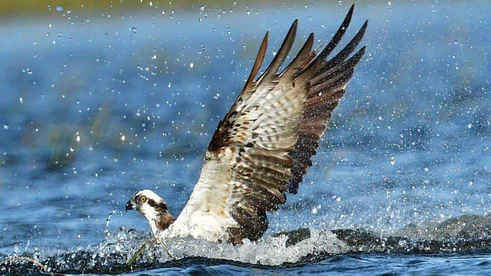 Pean the osprey