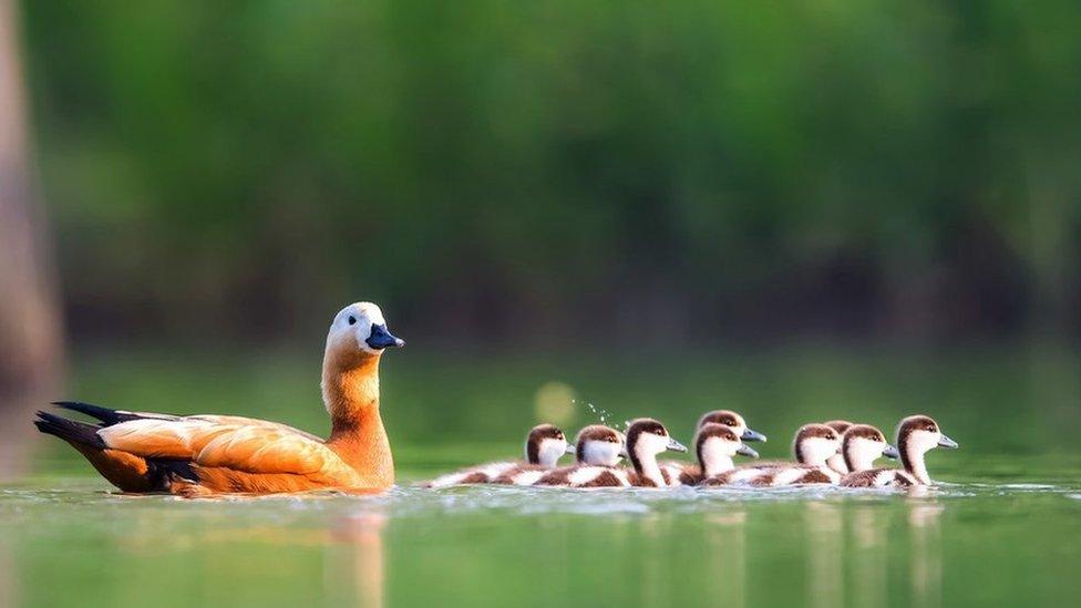 Ruddy shelduck and ducklings (c) Khalid Sharif