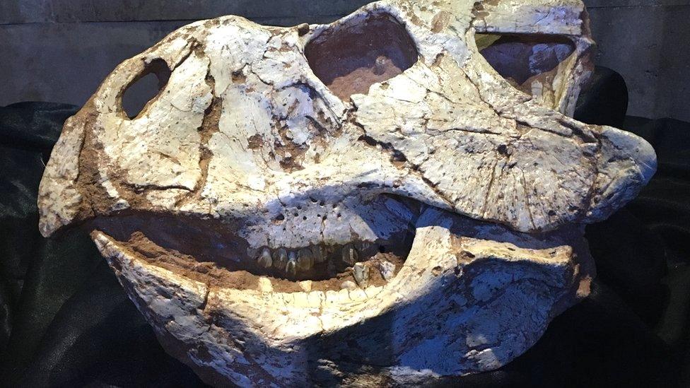 Protoceratops from the Umnugovi province