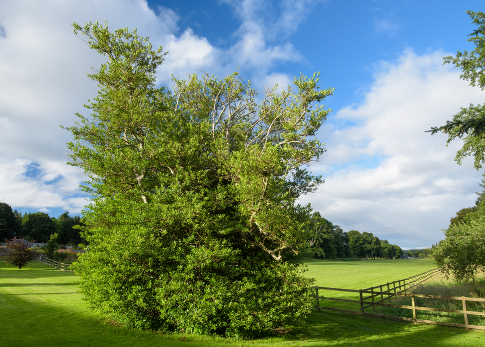 The Old Holly Bush, Castle Fraser