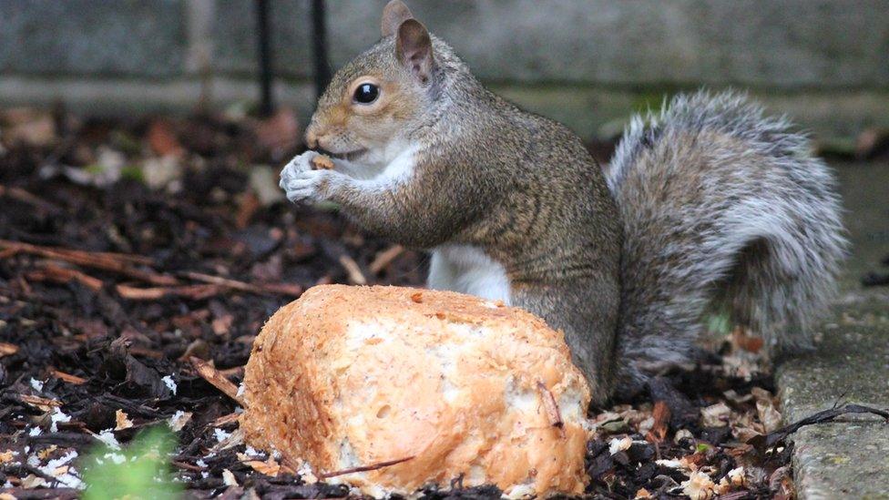 Grey squirrel eating bread put out on the ground