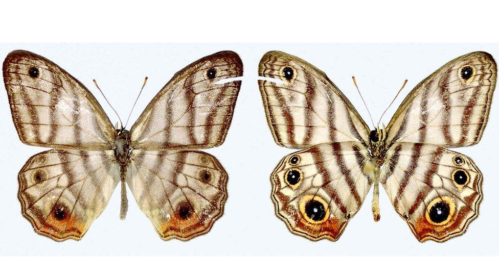 Euptychia attenboroughi