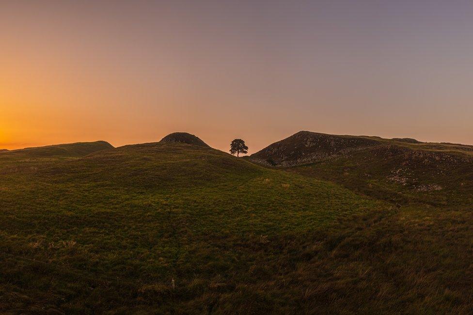 Picture of the tree at sunset