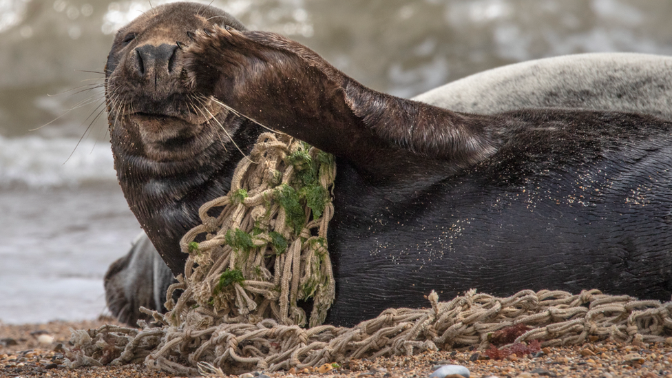 Seal with netting on body