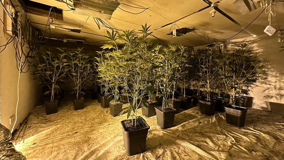 Cannabis seizure in Markethill, County Armagh