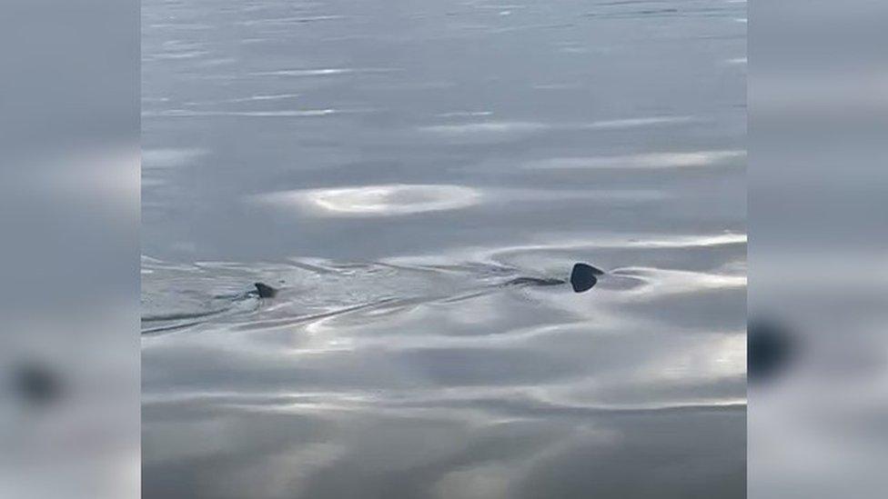 Basking or porbeagle shark spotted off Hartlepool coast