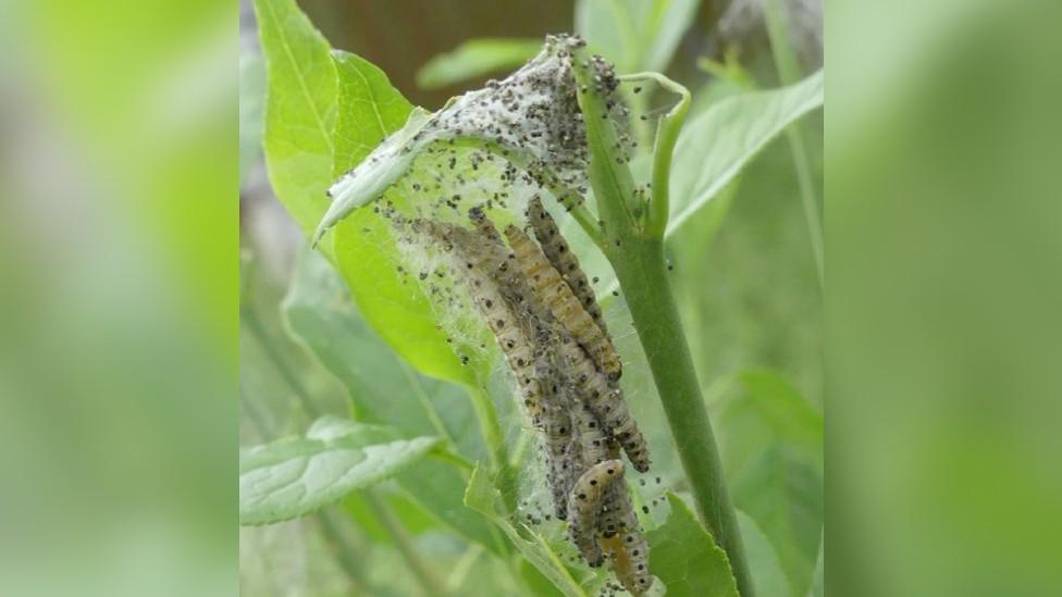 Caterpillar webbing