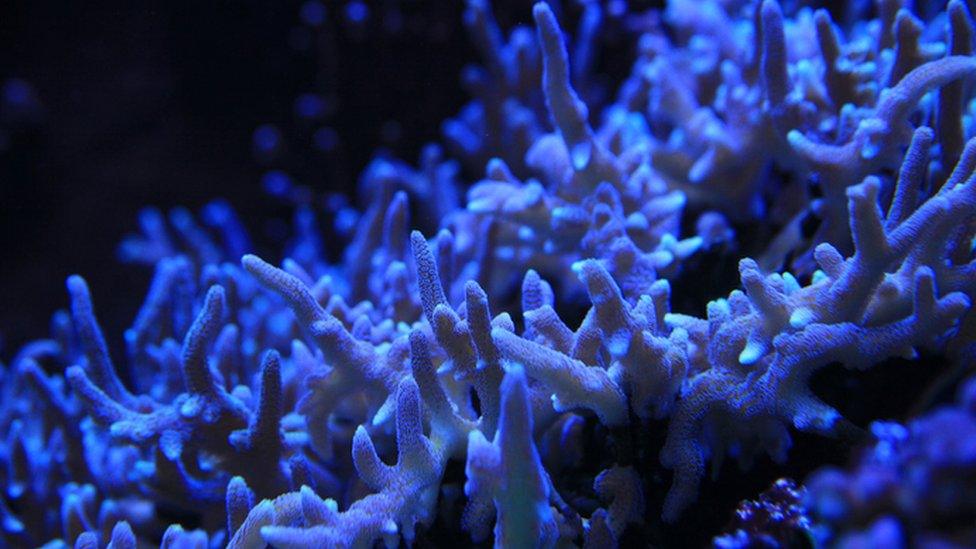 Blue Hard Coral in deep sea