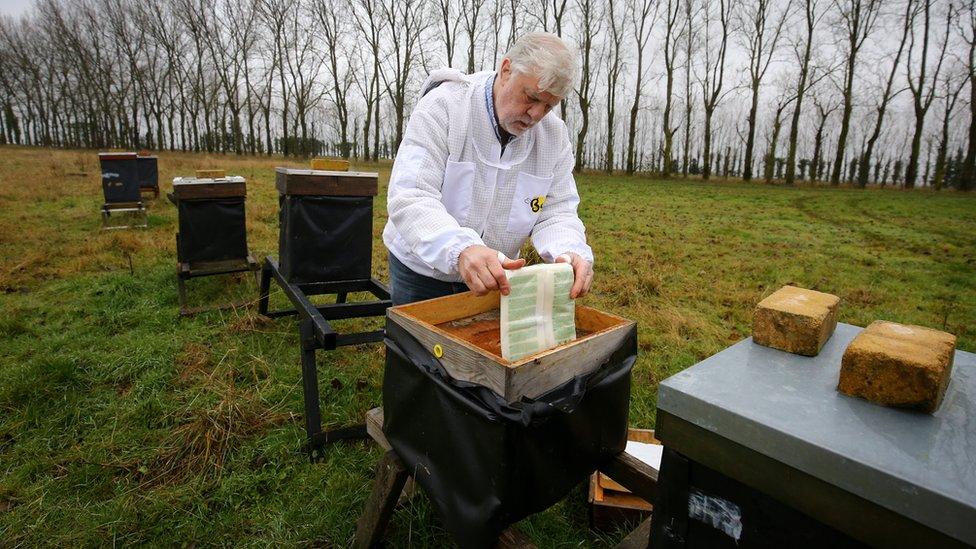 Patrick Murfet sees to his bees