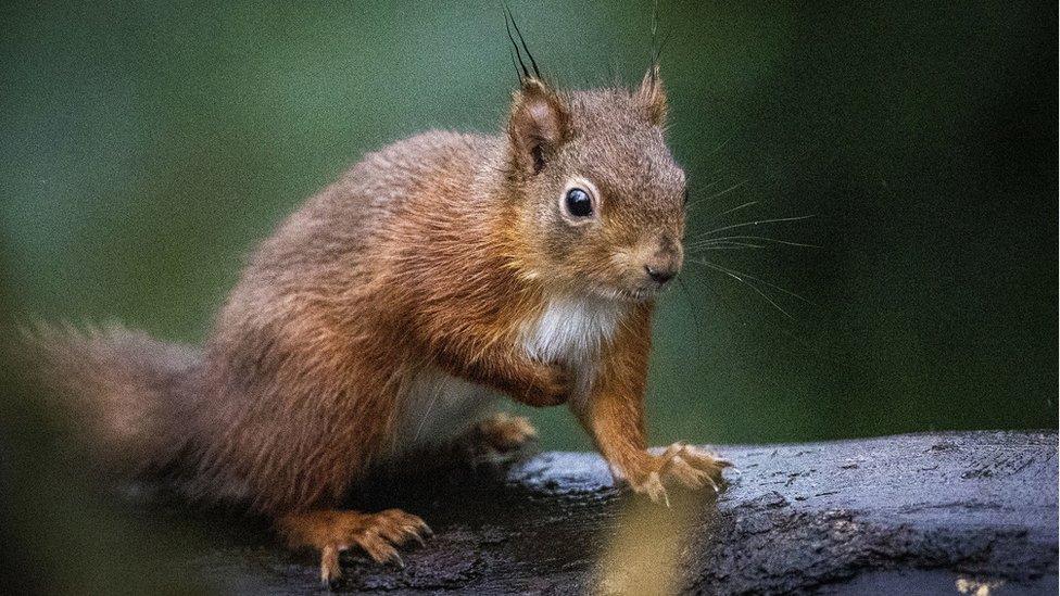 Red squirrels have been introduced at Castle Ward in a bid to establish a new population in the grounds of the Co Down property.