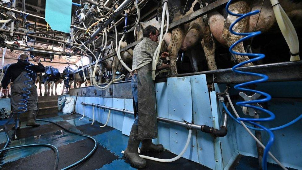 Milking cows