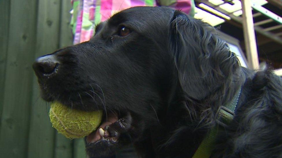 A black retriever dog with a yellow tennis ball in its mouth