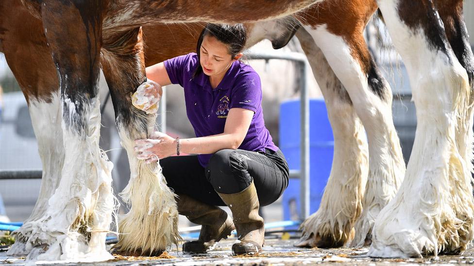 Michelle Mayberry prepares Clydesdale horse Poacher