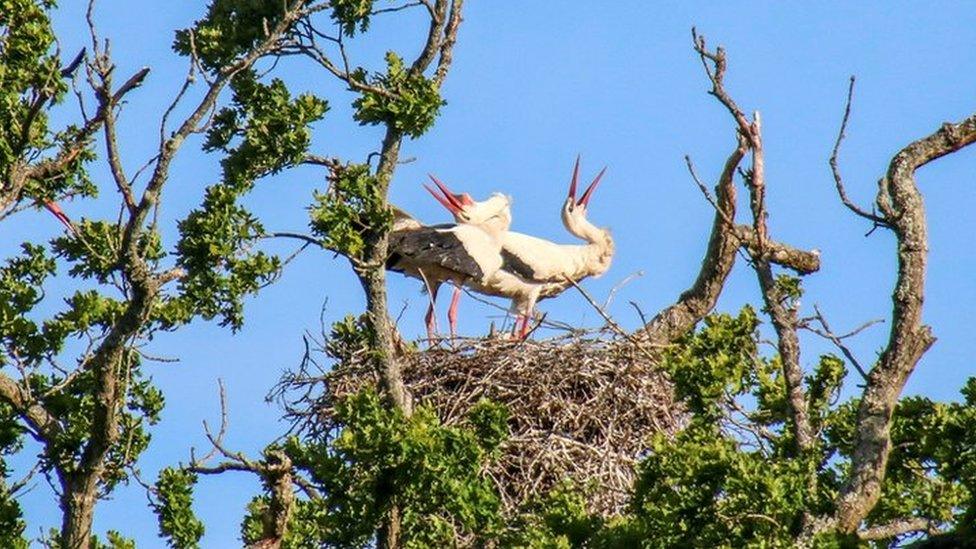 Storks nest