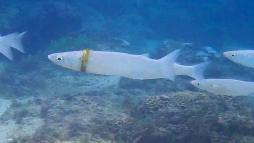 The mullet fish with Nathan Reeves's wedding ring on it