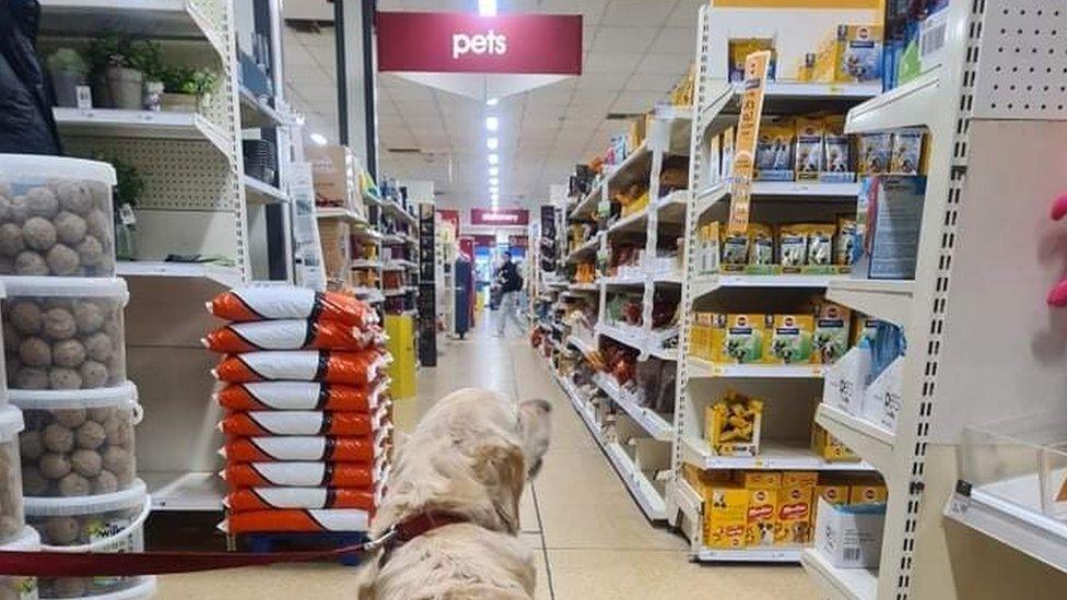 Dog in Wilko