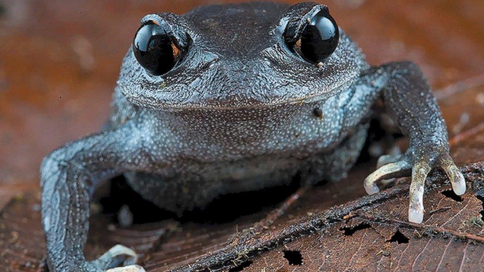 big-headed frog Leptobrachium lunatum