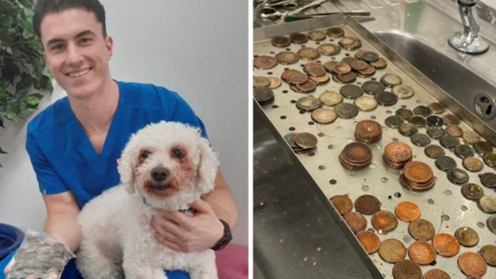 Two images which show a male vet smiling wile he holds a dog with one hand and a bag of coins with the other