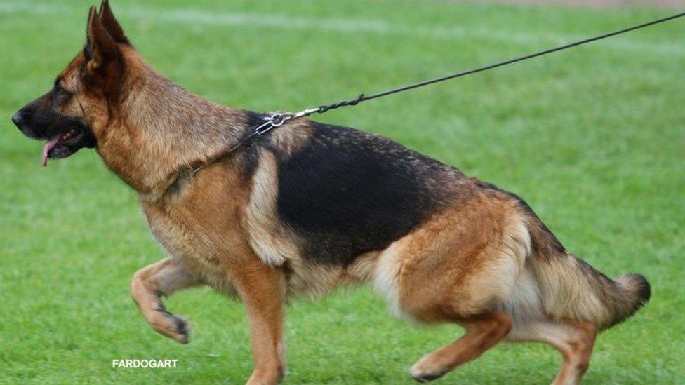 German Shepherd who won Best of Breed at Crufts 2016