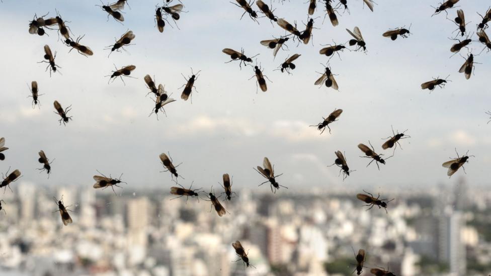 Have you heard of Flying Ant Day?
