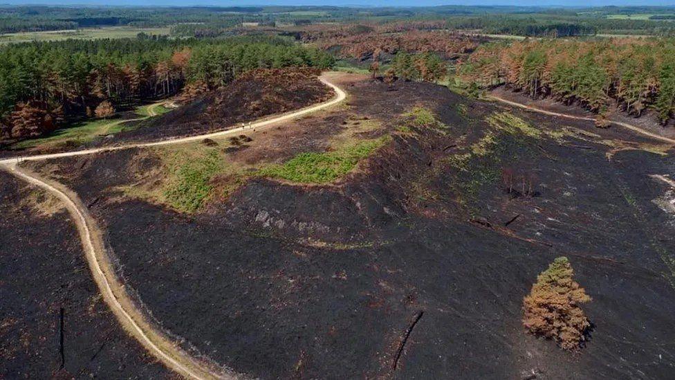 The aftermath of the fire at Wareham Forest seen from above