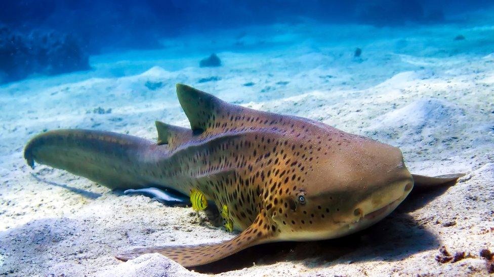 Zebra shark