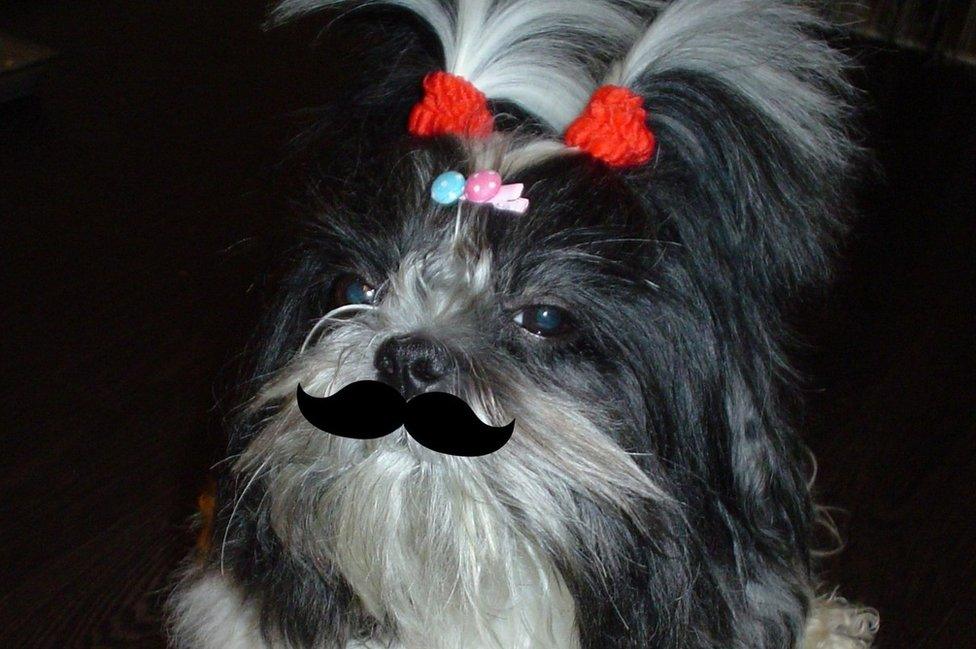 Inna's dog in pig tails, a hair clip and a photo shopped moustache under its nose