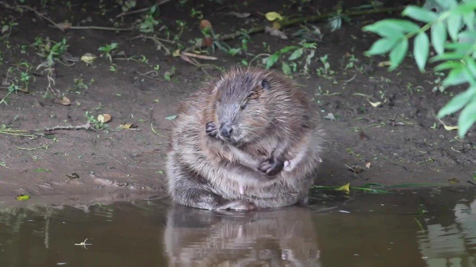 Beaver