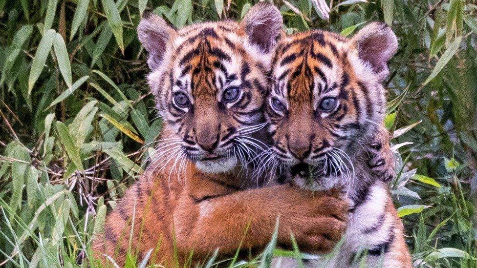 Sumatran tiger cubs Alif and Raya