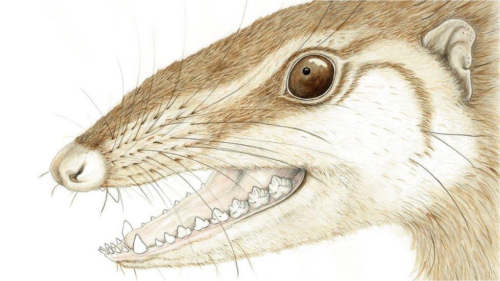 An illustration of Wareolestes rex