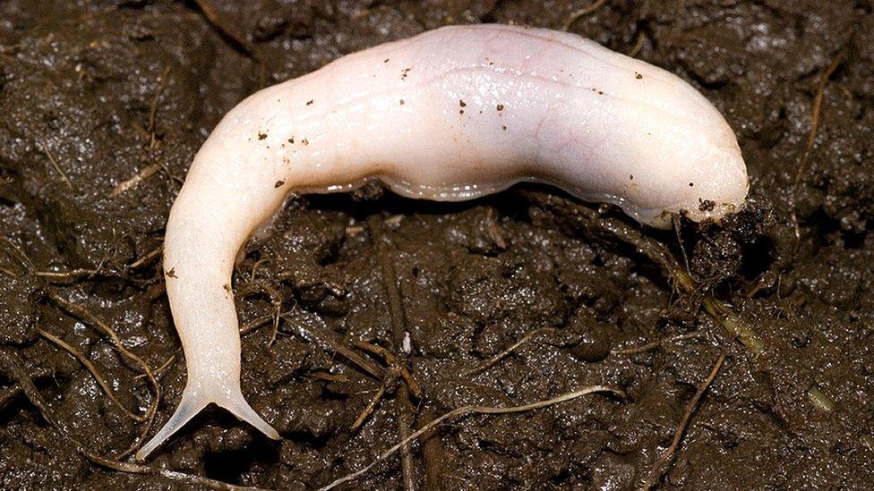 Ghost slugs: Why we're watching out for spooky slugs - BBC Newsround