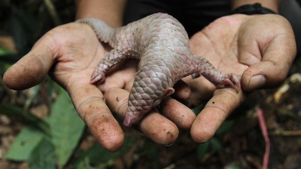 A baby pangolin