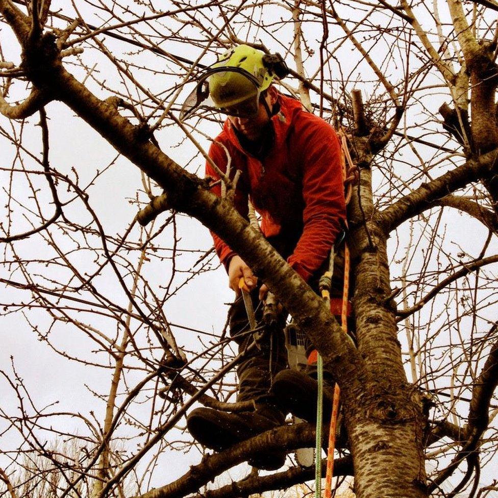 Alexander Kirkley in tree