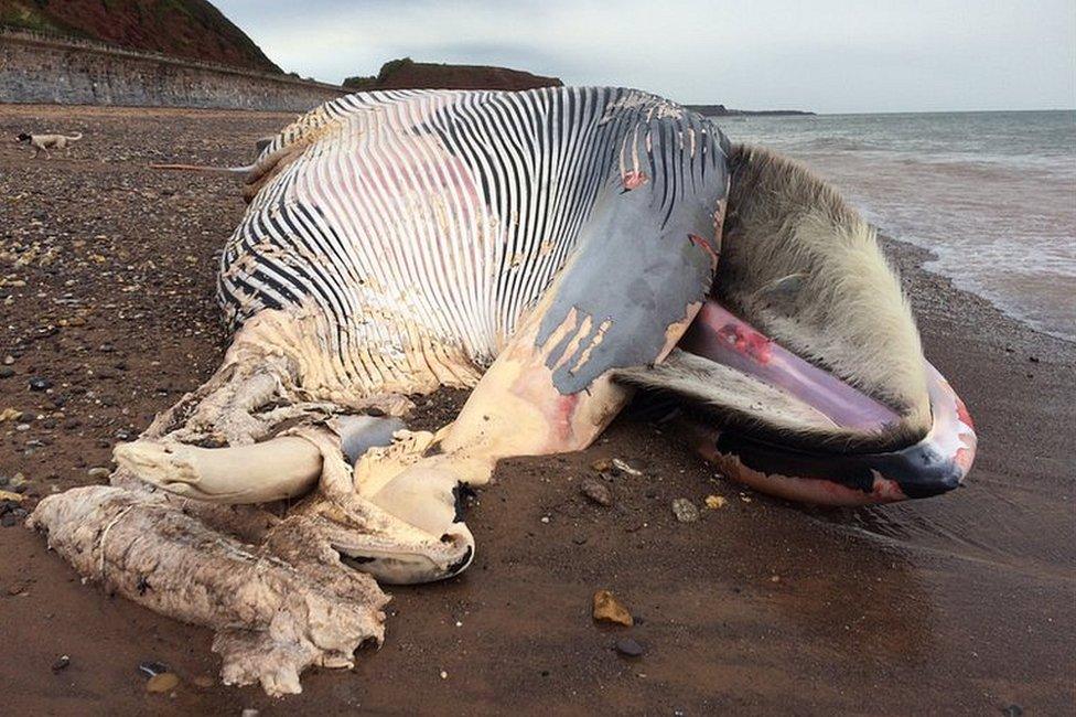 A whale washed up on Red Rock beach