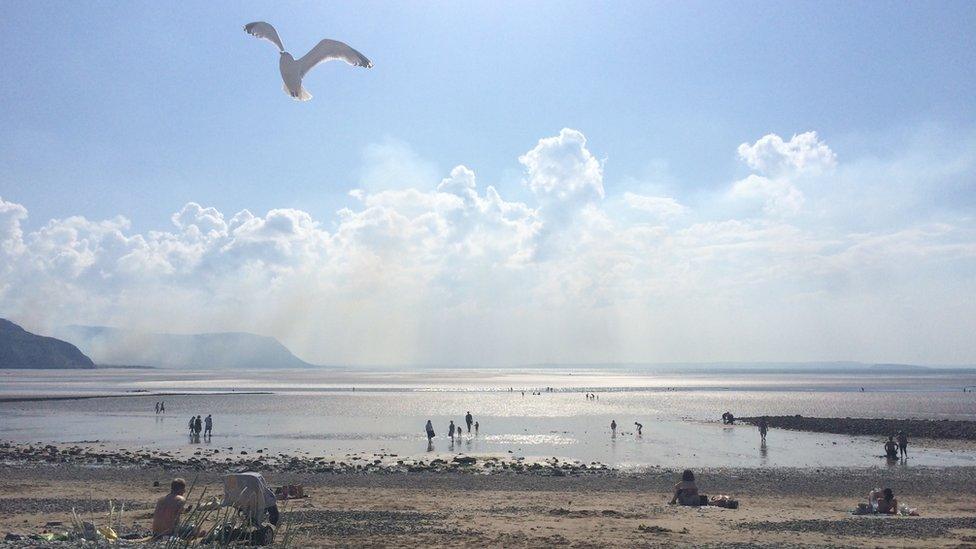 A seagull swooping at Llandudno beach