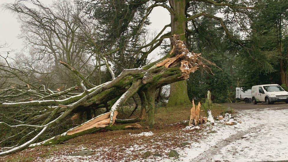 Tree fallen down