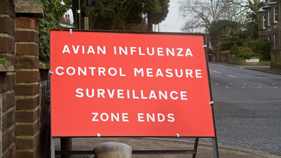 Avian flu road sign