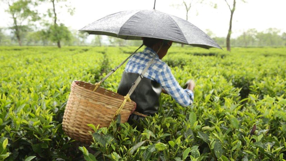 Woman working in a tea plantation