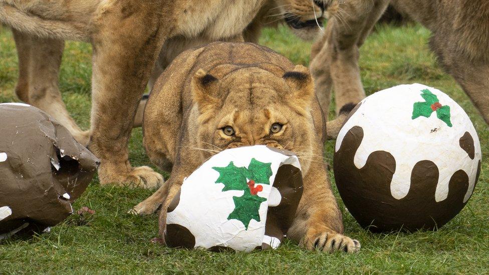 Lioness Amber eating the "pudding"