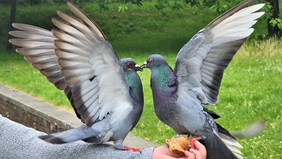 Two pigeons sitting on an outstretched arm holding some bread as the birds pecking each others beak