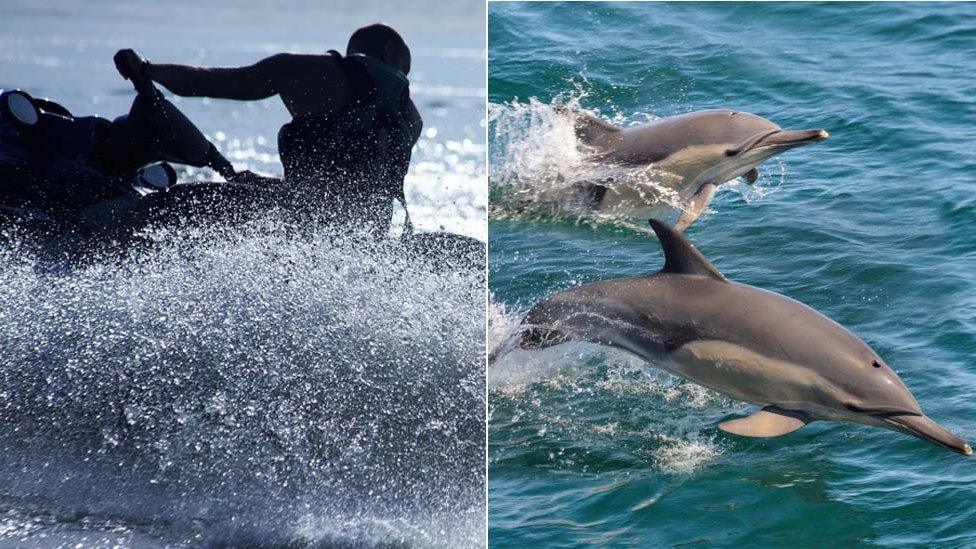 jet skier and dolphins