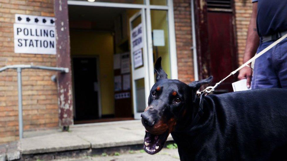 A dog outside the Uxbridge & South Ruislip by-election polling station